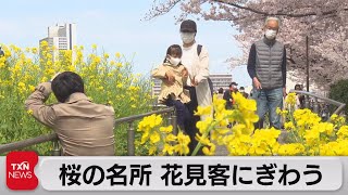 桜の名所　花見客でにぎわう（2022年4月2日）
