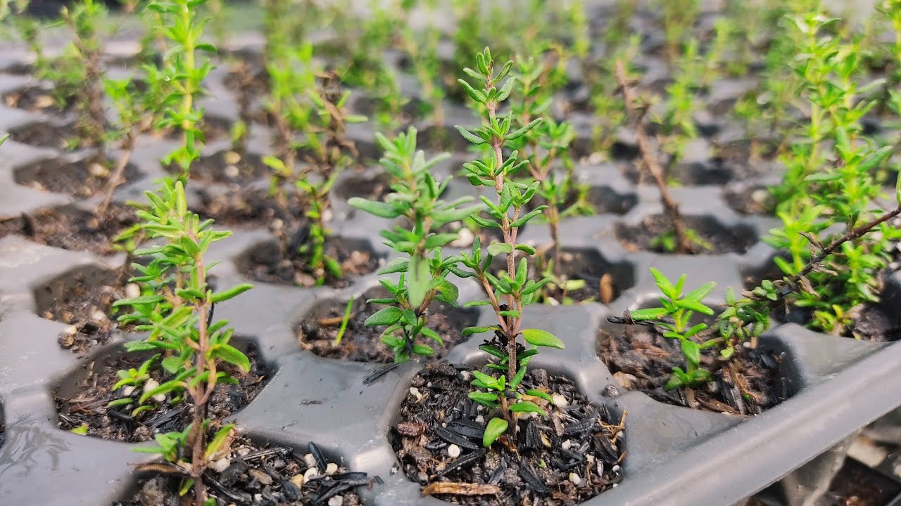 Dağ Kekiği - Kekik Zahter Üretimi