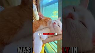 cat couple living a dream life 😀🧬 #shorts #animal rescue #animal facts #catstory #cutecat #catfamily