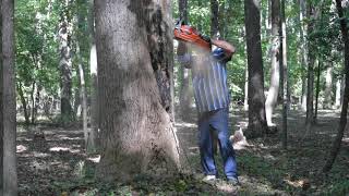 Cutting down an dead oak tree