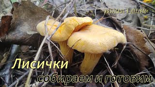 Лисички - собираем и готовим