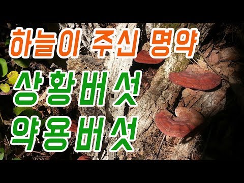 상황버섯 13종 쉽게 찾는방법.. 약용버섯 상황버섯 종류별로 찾아보기 #상황버섯