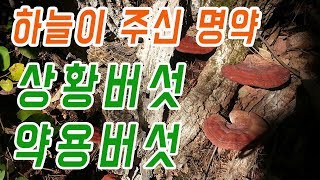 상황버섯 13종 쉽게 찾는방법.. 약용버섯 상황버섯 종류별로 찾아보기 #상황버섯