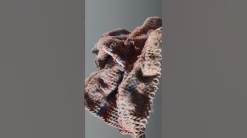 🧵 #chill #oddlysatisfying #animation #blender #satisfying #asmr #oddly #blender3d #blendercommunity