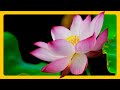 Lotus Flower Colors: Nature's Most RELAXING Hues