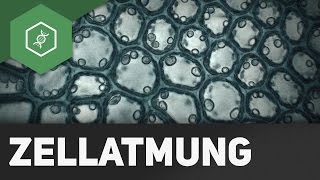 Zellatmung - wie funktioniert's?! - BASIC