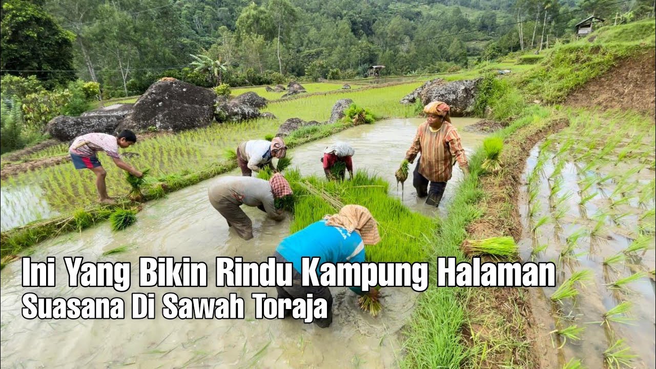 Kelana Bittuang Toraja, Tak Disangka Warganya Ramah dan Santun - Suasana Kampung Tenang dan Sejuk