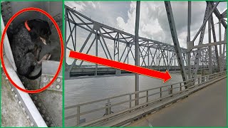 Man rescues stranded dog on bridge over the Mississippi River,Sad Dog Stories That Will Make You Cry