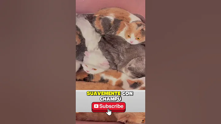 Video 11574081: feline bath, enjoying bath, cat washing