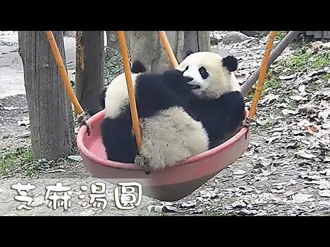 《熊貓早晚安》合二為一的芝麻湯圓 | iPanda熊貓頻道