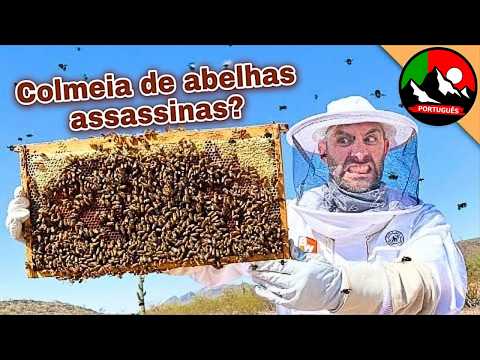 Segredos da colmeia das abelhas-assassinas! Uma aventura com Coyote Peterson!