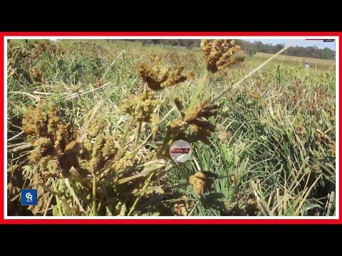 VIDEO TARI UYOLE YAWATAKA WANANCHI KUTUMIA ULEZI KUIMARISHA AFYA 