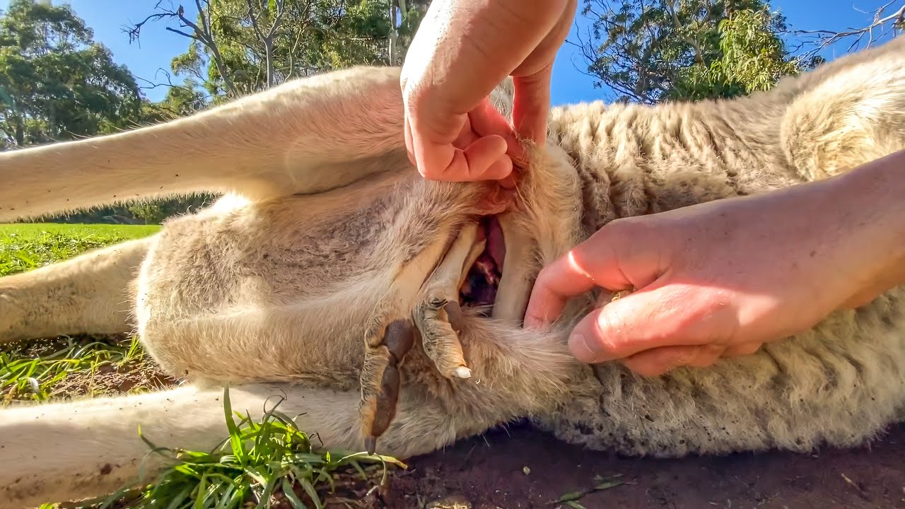 Whats Inside A Kangaroo Pouch? IFLScience