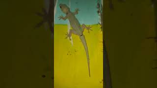 lizard video #big lizard #chhipkali video #gecko video #big lizard video #big chhipkali video#lozard