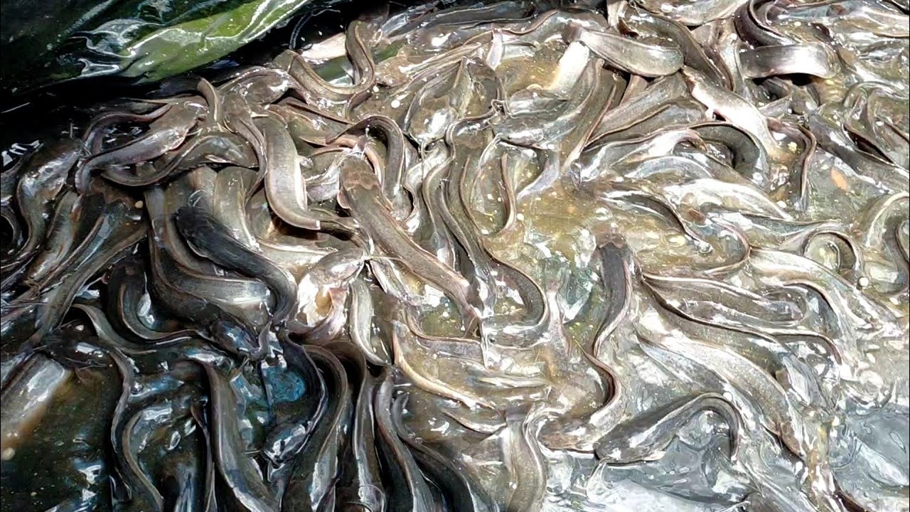 เลี้ยงปลาดุกในกระชังบก : ประหยัดงบ  ดูแลง่าย โตไว ( มีกระชังบกและน้ำจำหน่าย สอบถามได้ที่ 0956560190