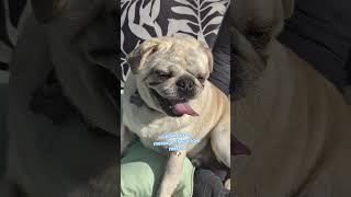 Im Just A Happy Pug Saying I Love You