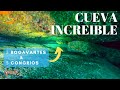 La cueva de los bogavantesincreible evolucin 3 bogavantes y 3 congrios