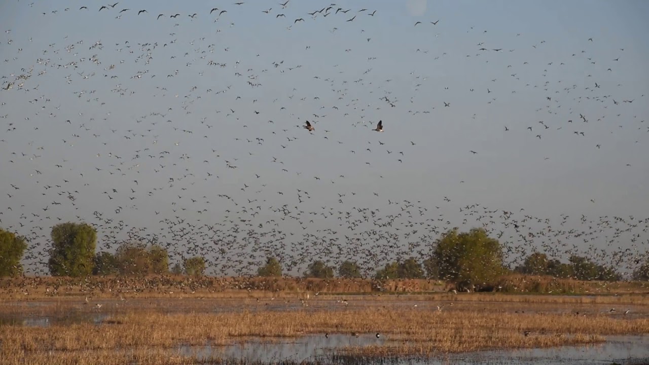 COlusa National Wildlife Refuge, Lots of White fronted Geese