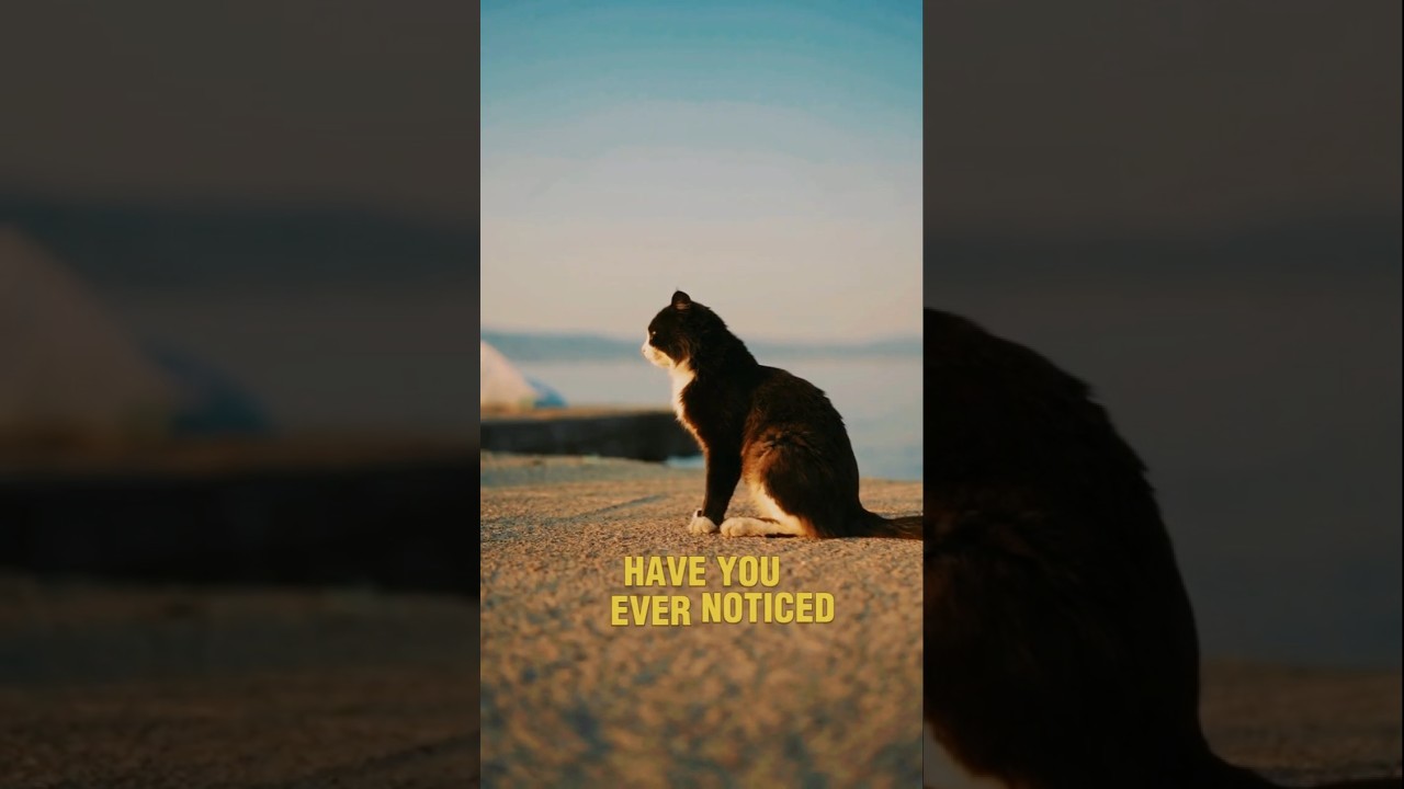 Can Cats See Ghosts? 👻 The Truth Behind Their Strange Behavior & Paranormal Senses