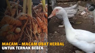 9 Herbal Remedies for Duck Feed to Keep Them Healthy and Disease-Resistant