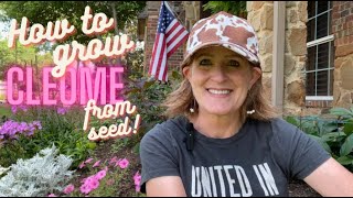 How to Grow Cleome from Seed!