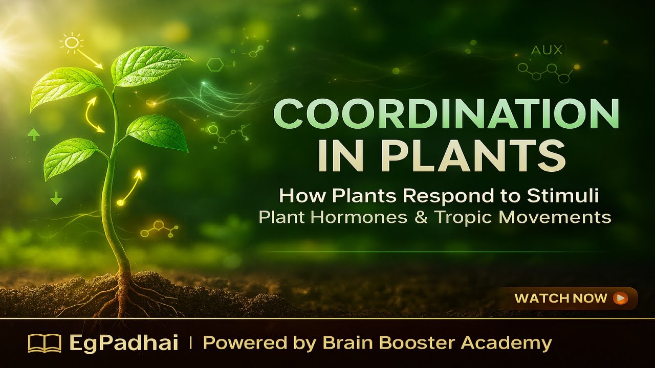Spring Cordination 🌿 Coordination in Plants – In this Part 3 of Control and Coordination ...