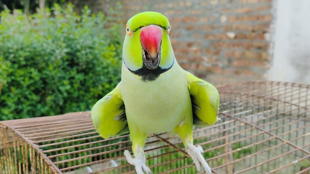 Talking Parrot Mitthu Mitthu | Funny Bird Video
