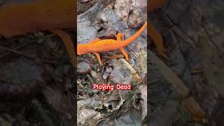 Killer Orange Salamander #nature #outdoors #wildlife #fishing #reptiles #woodlandanimals #hiking