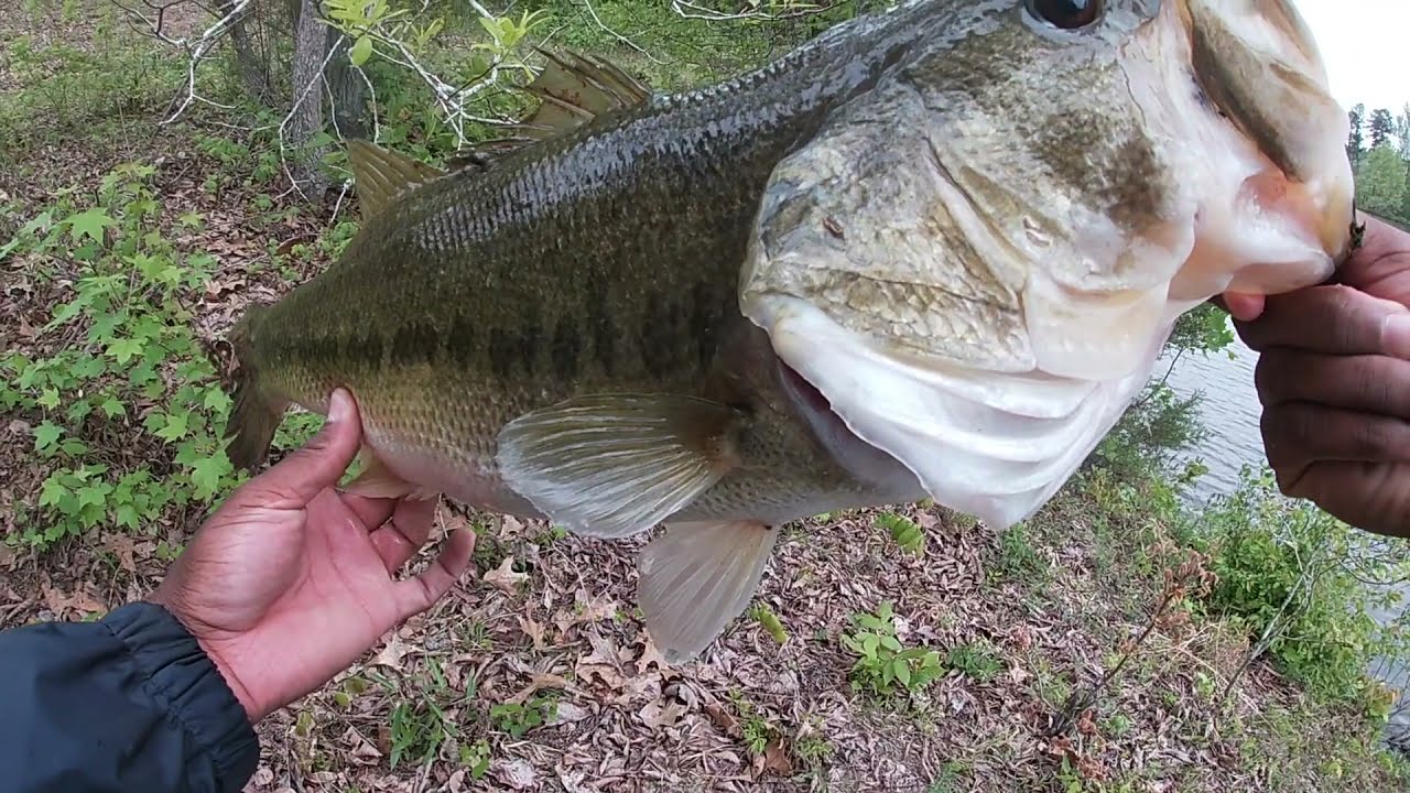 Does Strike King Red Eyed Shad Really Work?