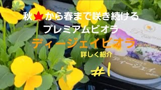 秋 から春まで咲き続けるプレミアムビオラsyngentaさんのディージェイビオラを詳しく紹介 ビオラの育て方品種紹介など Youtube