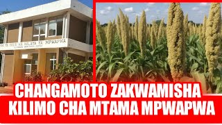 Download Lagu WAKULIMA MPWAPWA WALIA NA CHANGAMOTO ZA WADUDU MASHAMBANI, CHANGAMOTO ZAKWAMISHA UZALISHAJI MPWAPWA MP3 Download Lagu WAKULIMA MPWAPWA WALIA NA CHANGAMOTO ZA WADUDU MASHAMBANI, CHANGAMOTO ZAKWAMISHA UZALISHAJI MPWAPWA MP3