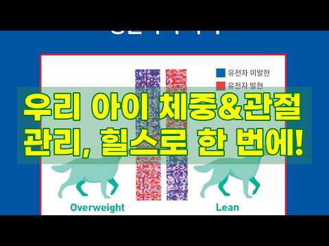힐스 강아지 사료 퍼펙트 웨이트 & 조인트 서포트: 우리 아이 건강 관리의 비밀!
