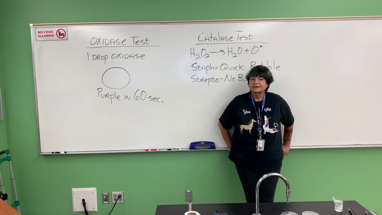 Oxidase and Catalase Tests - YouTube