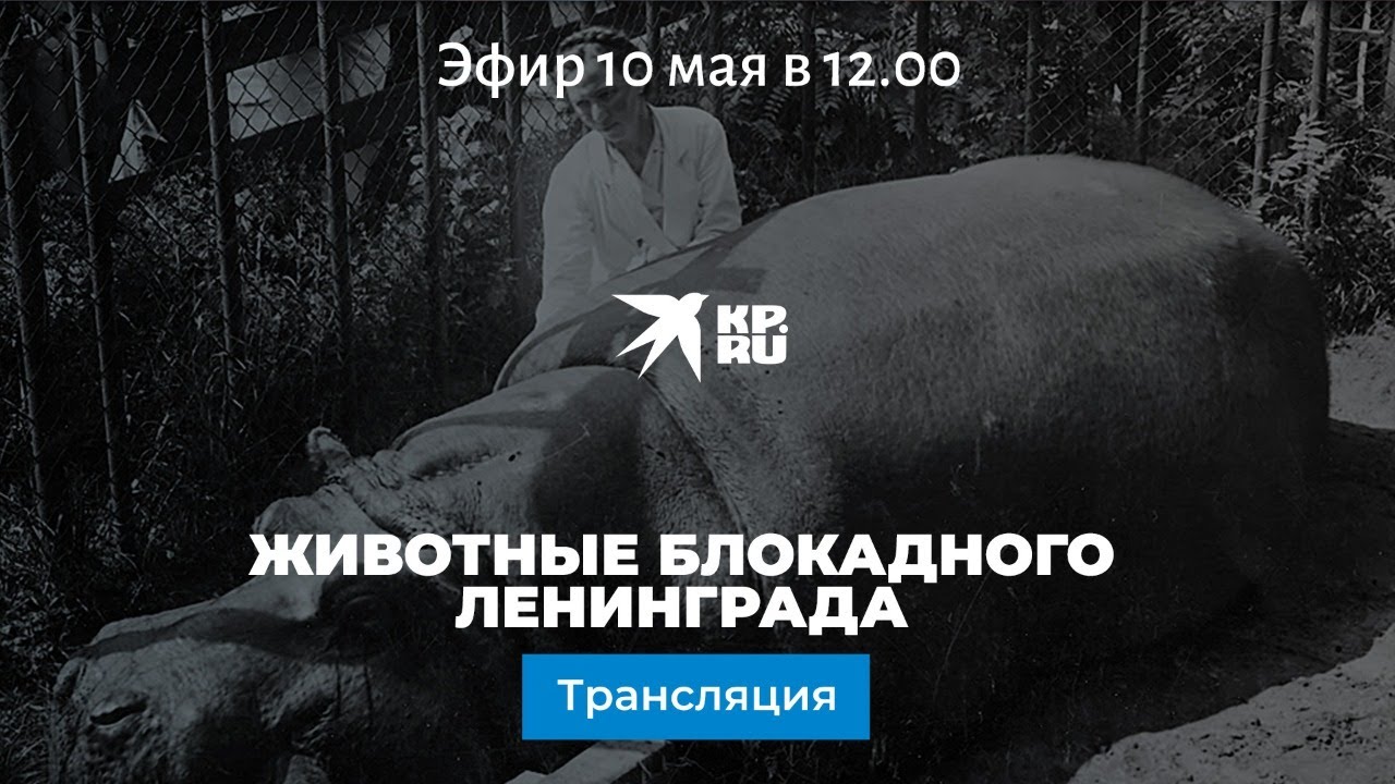 Животные и война: как жил зоопарк во время блокады Ленинграда?