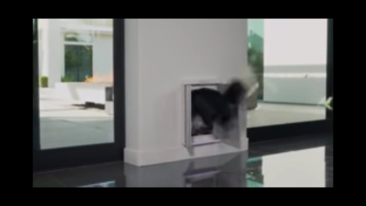 COOLEST INVENTIONS FOR YOUR DOG - YouTube