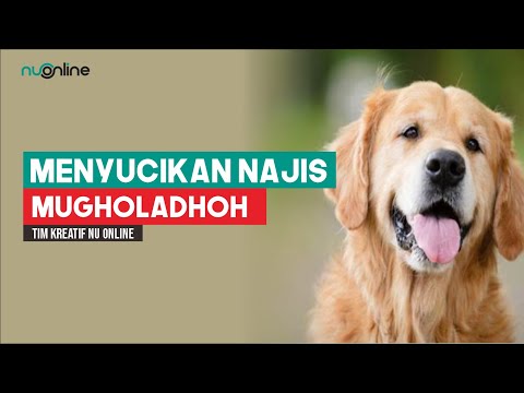 Cara Membersihkan Najis Anjing