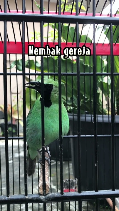 CUCAK HIJAU NEMBAK GEREJA TARUNG MASTERAN BURUNG GEREJA @manokgacor