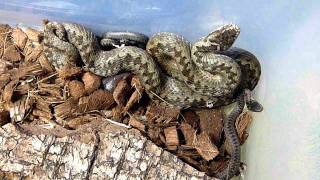 Common adder  (Vipera berus) has recently given birth
