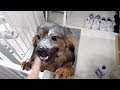 밀가루 엎어버린 강아지 목욕시키기
