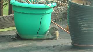 first 2019 sighting of one of our resident chipmunk friends in St. Louis on 3/24/19