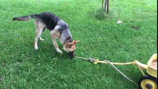 German Shepard Like To Pull Clip 3