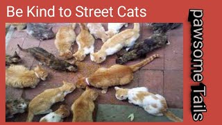 Hungry Street Cats Gather Around the Cat Lady - Feeding Stray Cats #catlady #streetcats  #catfood by Animals and Pets  1,512 views 2 months ago 4 minutes, 19 seconds