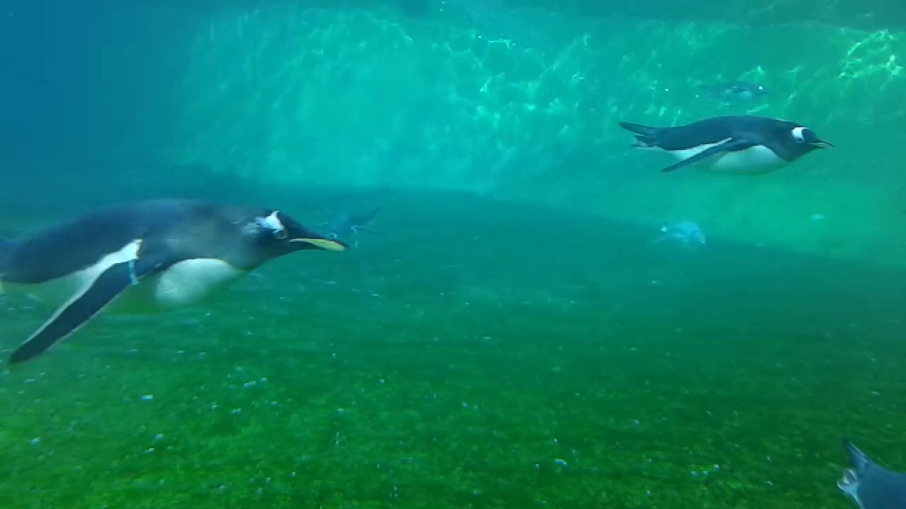 A penguin swimming in the water near rocks photo – Free Penguin Image on  Unsplash, image size:1280x720