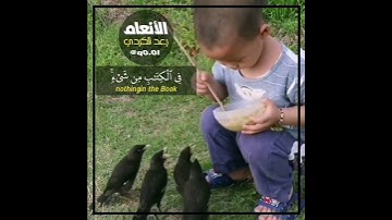 وَمَا مِنْ دَابَّةٍ فِي الْأَرْضِ وَلَا طَائِرٍ يَطِيرُ .. سورة الأنعام للقارئ رعد الكردي