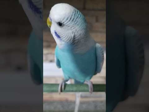 صباح الخير يا ماما 