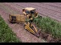 Cutting and loading seed sugarcane 2017