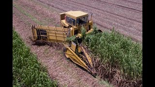 Cutting and loading seed sugarcane 2017