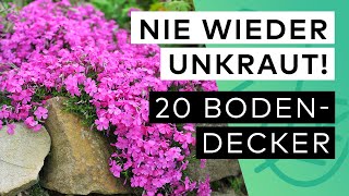 20 Bodendecker gegen Unkraut 🌺 🤩 Standort ✓ Blütezeit ✓ Pflege ✓ Herkunft ✓ Beetnachbarn ✓