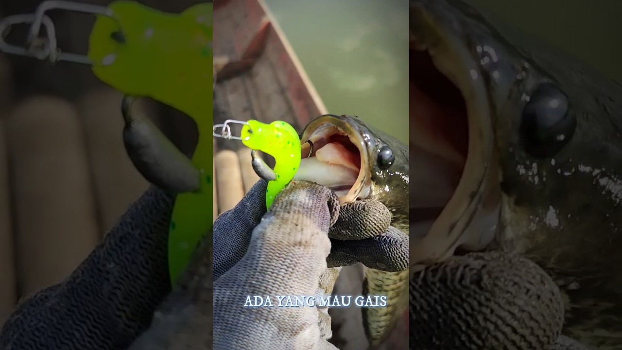 REVIEW SOFT PLASTIC CASTING LURE GABUS HARUAN RAWA PENING 