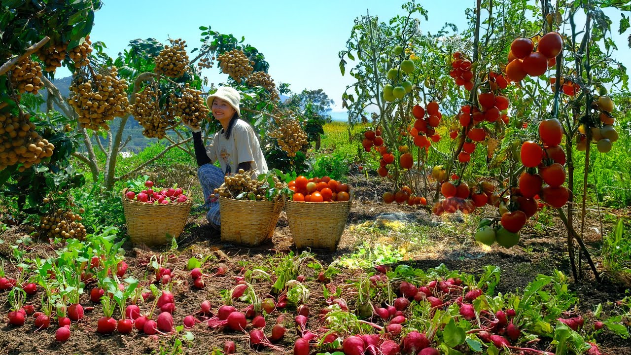 Relaxing With Harvest: Longan, Red Radish, Tomatoes, Passion Fruit,  Bottle Gourd, Cauliflower...